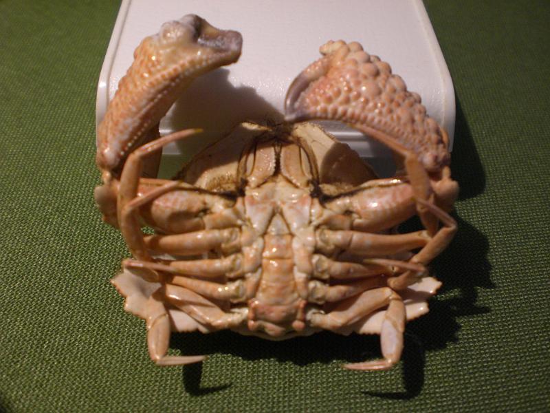 calappa capellonis T.F.C. ventral view A1.jpg